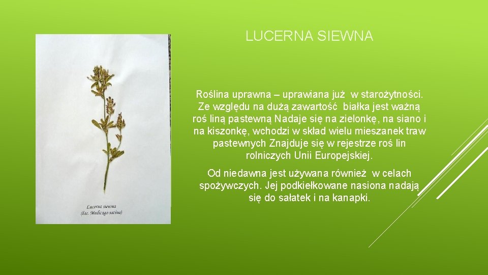 LUCERNA SIEWNA Roślina uprawna – uprawiana już w starożytności. Ze względu na dużą zawartość