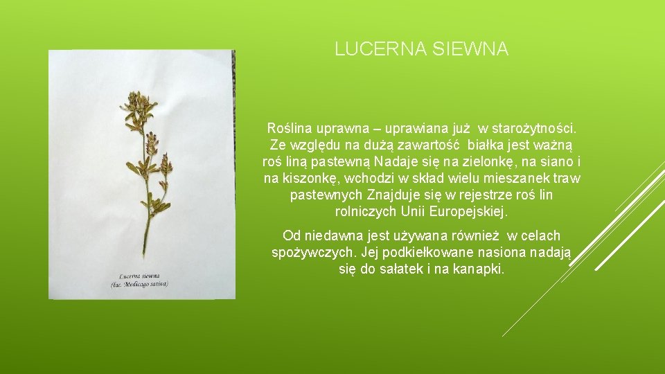 LUCERNA SIEWNA Roślina uprawna – uprawiana już w starożytności. Ze względu na dużą zawartość