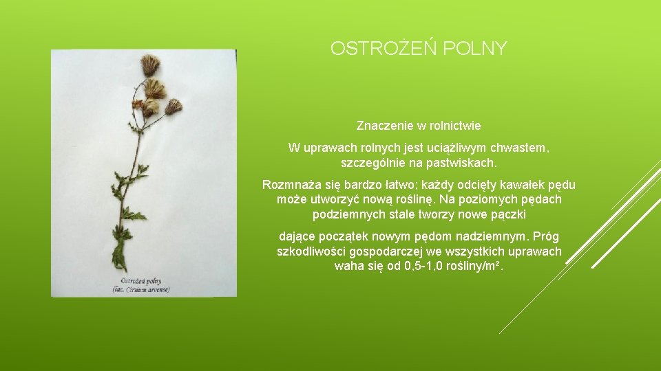 OSTROŻEŃ POLNY Znaczenie w rolnictwie W uprawach rolnych jest uciążliwym chwastem, szczególnie na pastwiskach.