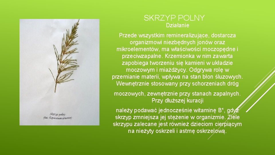 SKRZYP POLNY Działanie Przede wszystkim remineralizujące, dostarcza organizmowi niezbędnych jonów oraz mikroelementów, ma właściwości