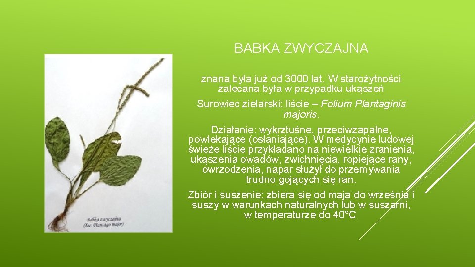 BABKA ZWYCZAJNA znana była już od 3000 lat. W starożytności zalecana była w przypadku