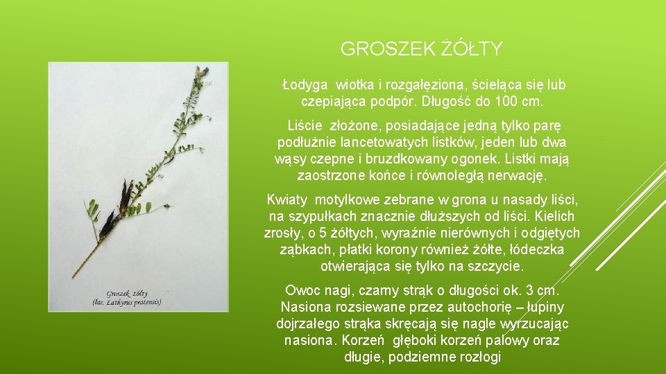 GROSZEK ŻÓŁTY Łodyga wiotka i rozgałęziona, ścieląca się lub czepiająca podpór. Długość do 100