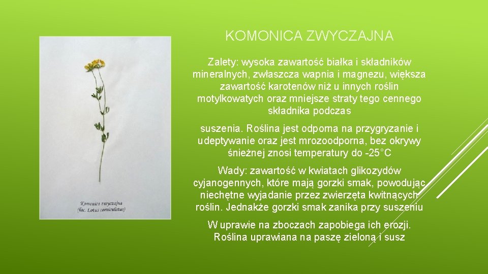 KOMONICA ZWYCZAJNA Zalety: wysoka zawartość białka i składników mineralnych, zwłaszcza wapnia i magnezu, większa