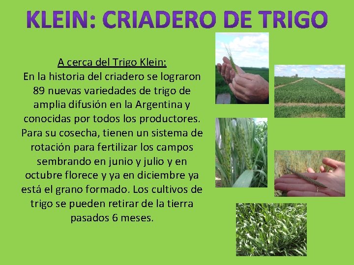 A cerca del Trigo Klein: En la historia del criadero se lograron 89 nuevas