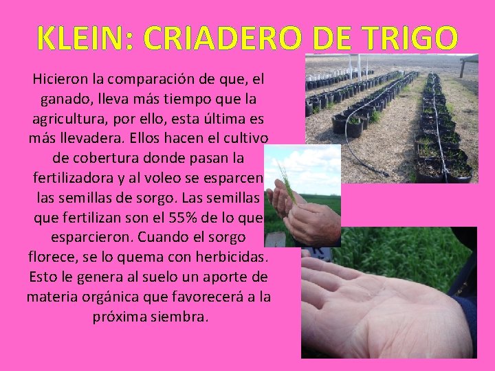 KLEIN: CRIADERO DE TRIGO Hicieron la comparación de que, el ganado, lleva más tiempo