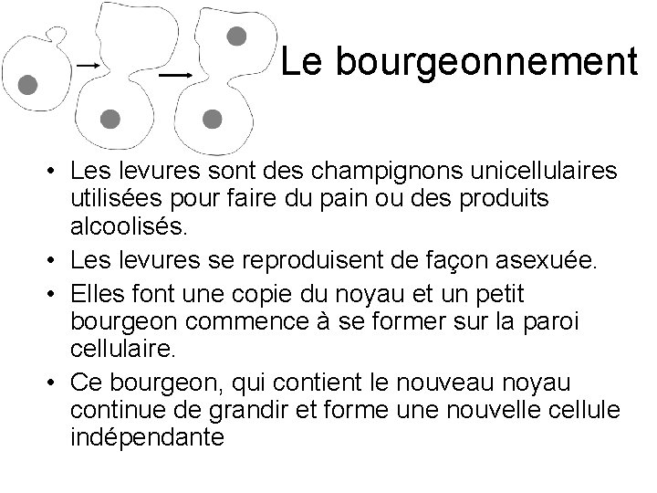 Le bourgeonnement • Les levures sont des champignons unicellulaires utilisées pour faire du pain