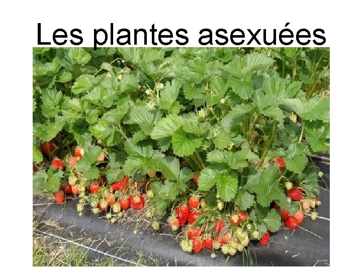 Les plantes asexuées 