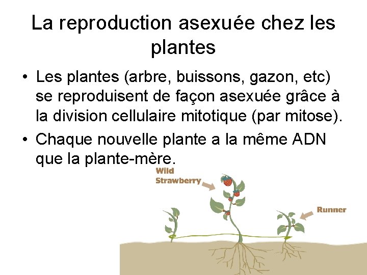 La reproduction asexuée chez les plantes • Les plantes (arbre, buissons, gazon, etc) se