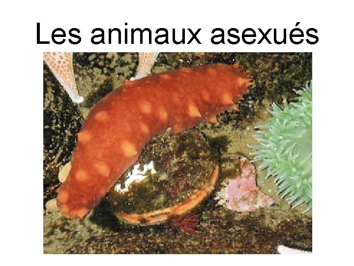 Les animaux asexués 