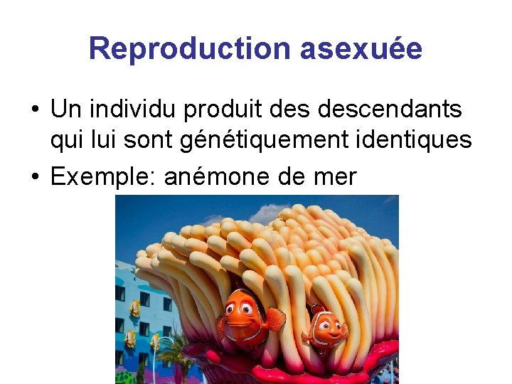 Reproduction asexuée • Un individu produit descendants qui lui sont génétiquement identiques • Exemple: