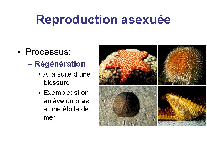 Reproduction asexuée • Processus: – Régénération • À la suite d’une blessure • Exemple: