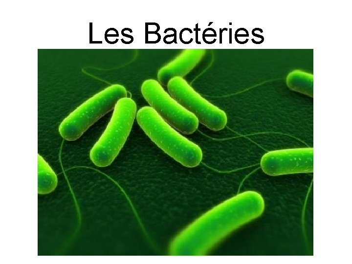 Les Bactéries 