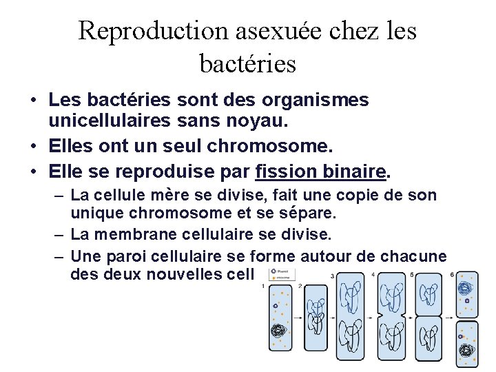 Reproduction asexuée chez les bactéries • Les bactéries sont des organismes unicellulaires sans noyau.