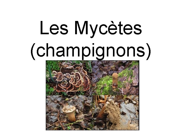 Les Mycètes (champignons) 