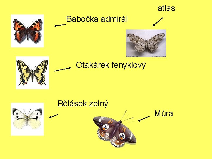 atlas Babočka admirál Otakárek fenyklový Bělásek zelný Můra 