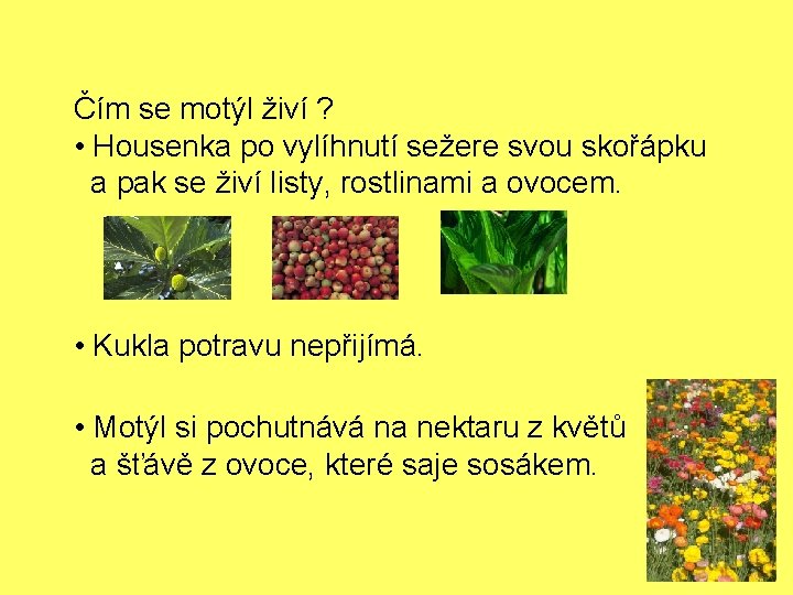 Čím se motýl živí ? • Housenka po vylíhnutí sežere svou skořápku a pak