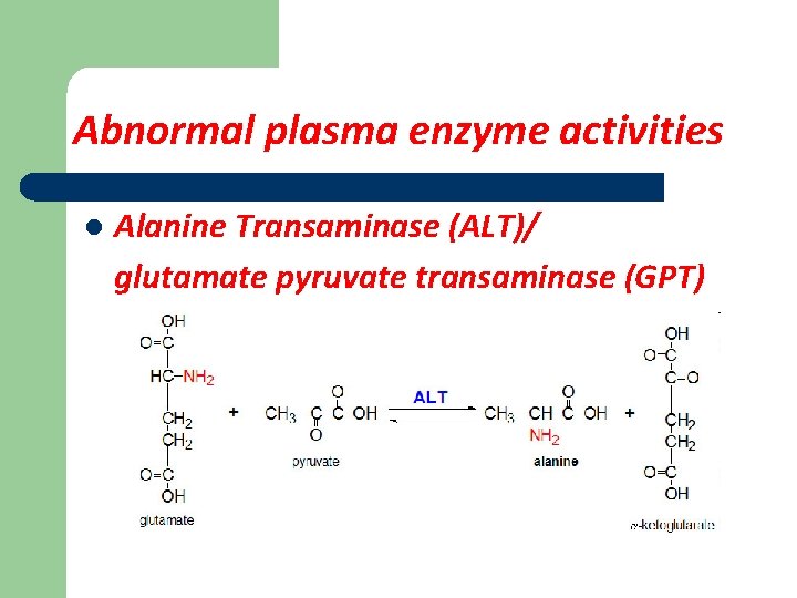 Abnormal plasma enzyme activities l Alanine Transaminase (ALT)/ glutamate pyruvate transaminase (GPT) 