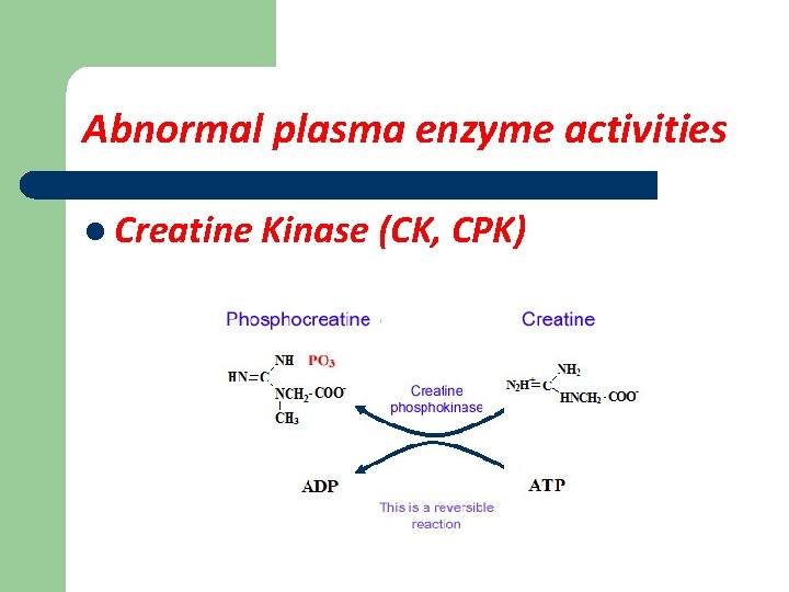 Abnormal plasma enzyme activities l Creatine Kinase (CK, CPK) 