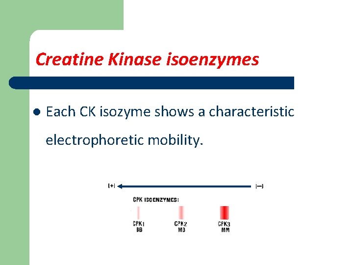 Creatine Kinase isoenzymes l Each CK isozyme shows a characteristic electrophoretic mobility. 