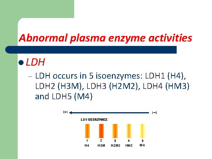 Abnormal plasma enzyme activities l LDH – LDH occurs in 5 isoenzymes: LDH 1