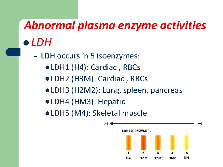 Abnormal plasma enzyme activities l LDH – LDH occurs in 5 isoenzymes: l LDH
