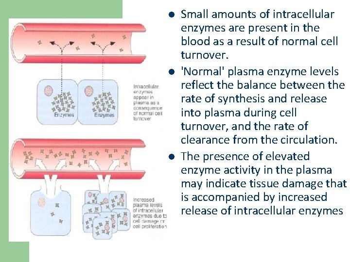 l l l Small amounts of intracellular enzymes are present in the blood as