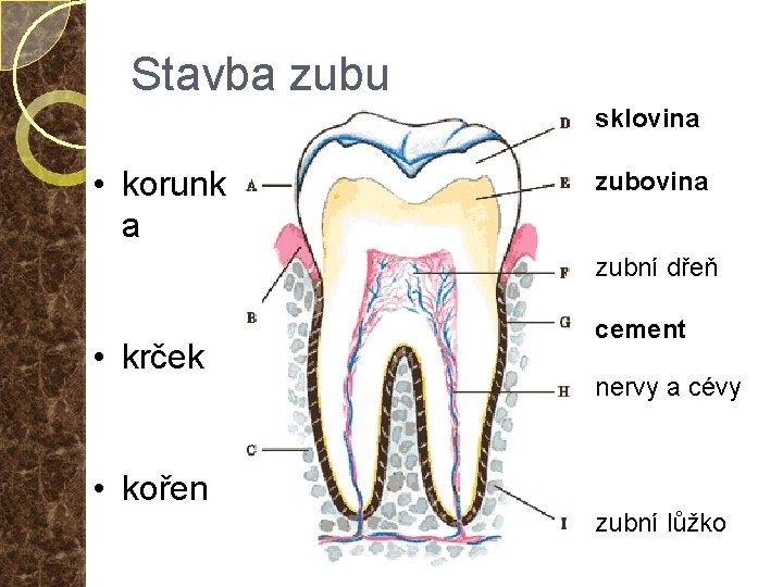 Stavba zubu sklovina • korunk a zubovina zubní dřeň • krček cement nervy a