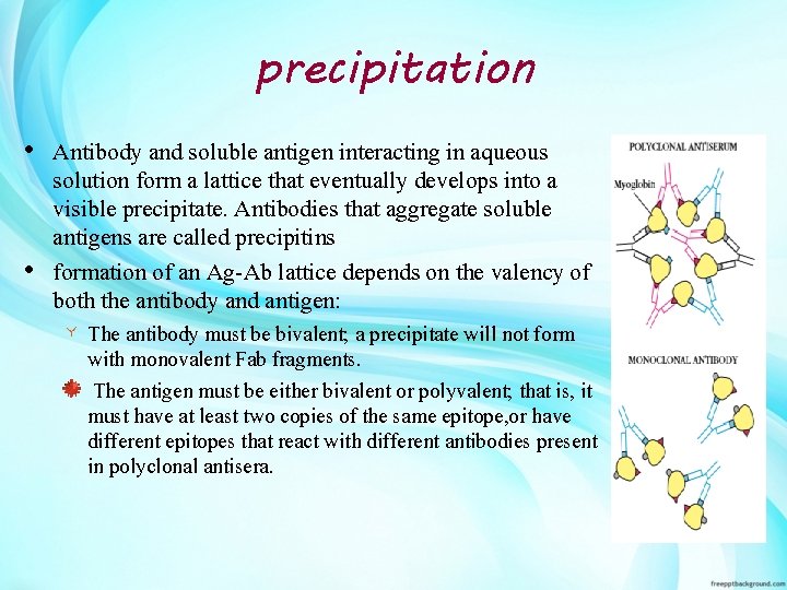 precipitation • Antibody and soluble antigen interacting in aqueous solution form a lattice that