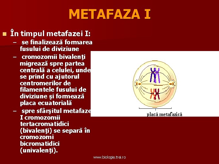 METAFAZA I n În timpul metafazei I: – se finalizează formarea fusului de diviziune