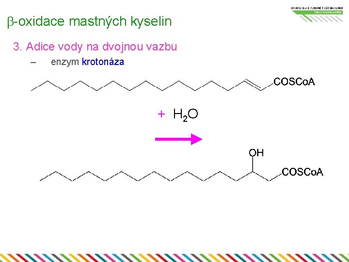 b-oxidace mastných kyselin 3. Adice vody na dvojnou vazbu – enzym krotonáza + H