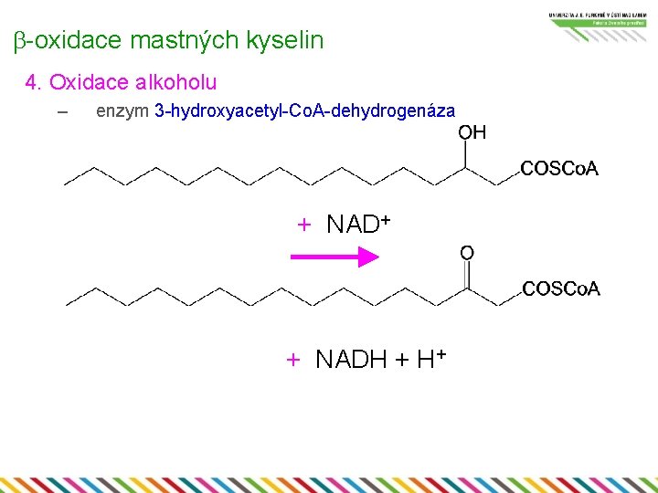 b-oxidace mastných kyselin 4. Oxidace alkoholu – enzym 3 -hydroxyacetyl-Co. A-dehydrogenáza + NAD+ +