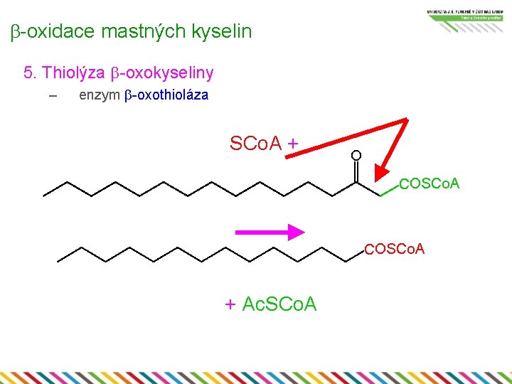 b-oxidace mastných kyselin 5. Thiolýza b-oxokyseliny – enzym b-oxothioláza SCo. A + O COSCo.