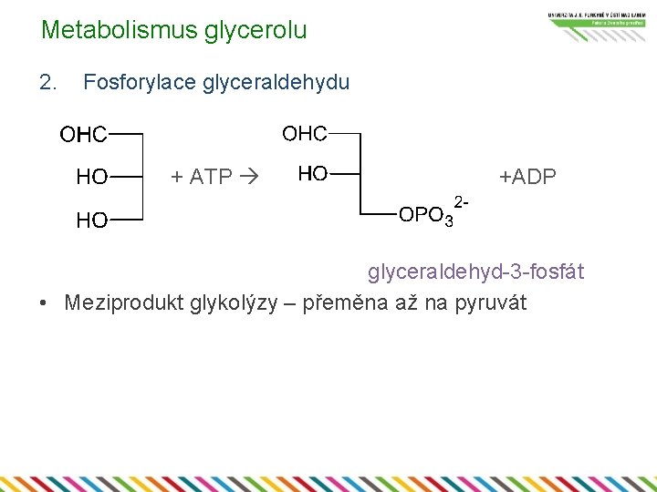 Metabolismus glycerolu 2. Fosforylace glyceraldehydu + ATP +ADP glyceraldehyd-3 -fosfát • Meziprodukt glykolýzy –