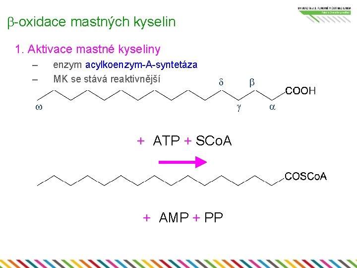 b-oxidace mastných kyselin 1. Aktivace mastné kyseliny – – enzym acylkoenzym-A-syntetáza MK se stává