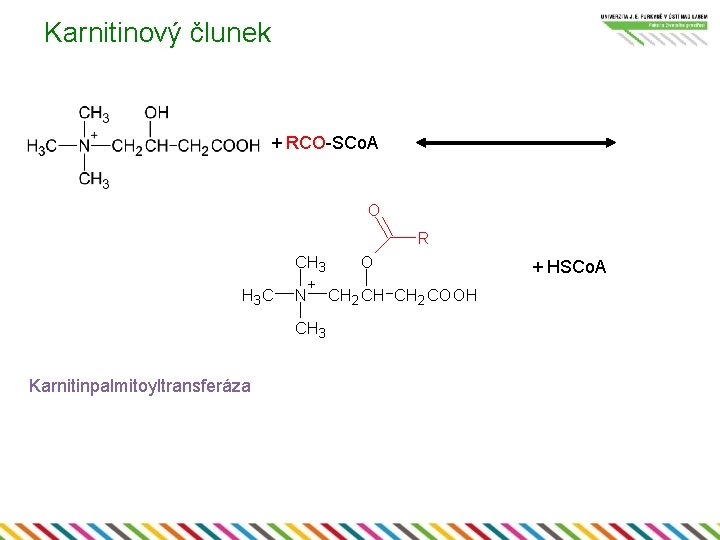 Karnitinový člunek + RCO-SCo. A O R CH 3 H 3 C + N