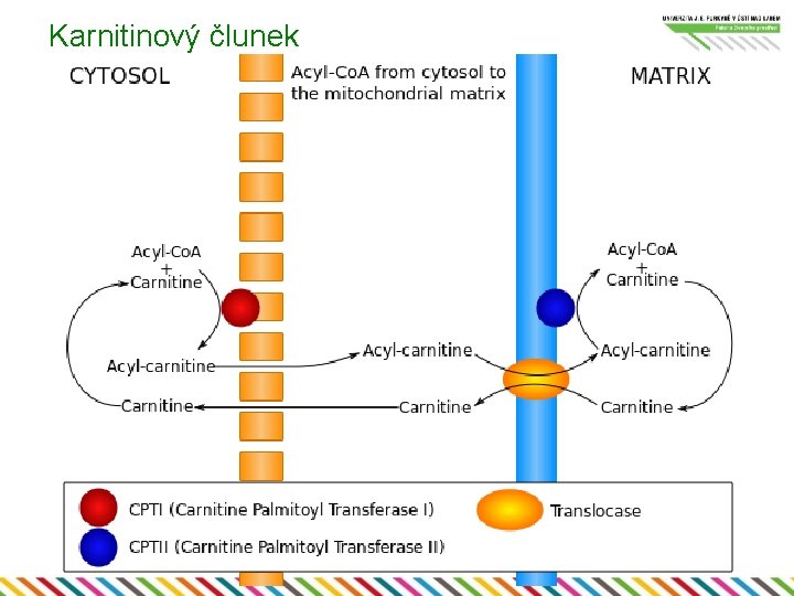 Karnitinový člunek 