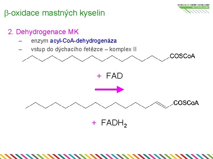 b-oxidace mastných kyselin 2. Dehydrogenace MK – – enzym acyl-Co. A-dehydrogenáza vstup do dýchacího