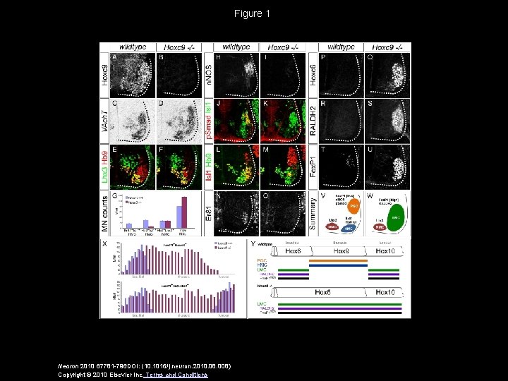 Figure 1 Neuron 2010 67781 -796 DOI: (10. 1016/j. neuron. 2010. 08. 008) Copyright