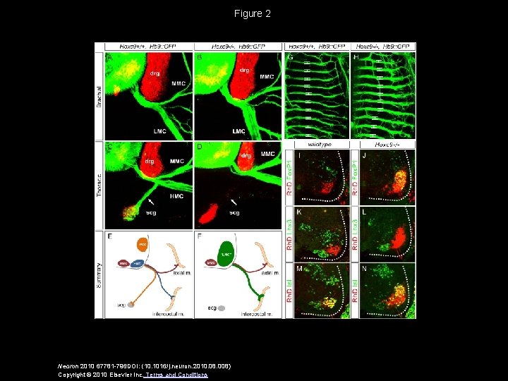Figure 2 Neuron 2010 67781 -796 DOI: (10. 1016/j. neuron. 2010. 08. 008) Copyright