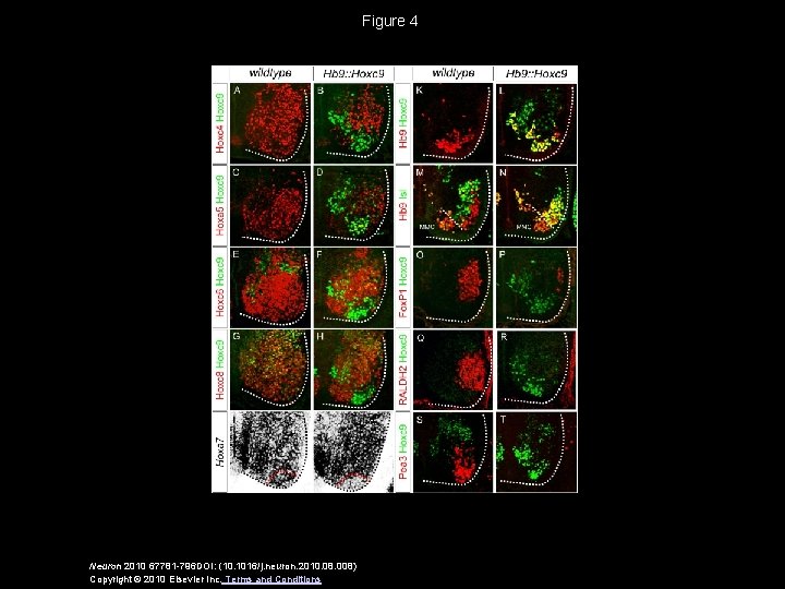 Figure 4 Neuron 2010 67781 -796 DOI: (10. 1016/j. neuron. 2010. 08. 008) Copyright