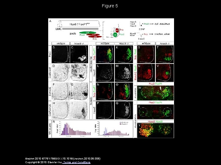 Figure 5 Neuron 2010 67781 -796 DOI: (10. 1016/j. neuron. 2010. 08. 008) Copyright