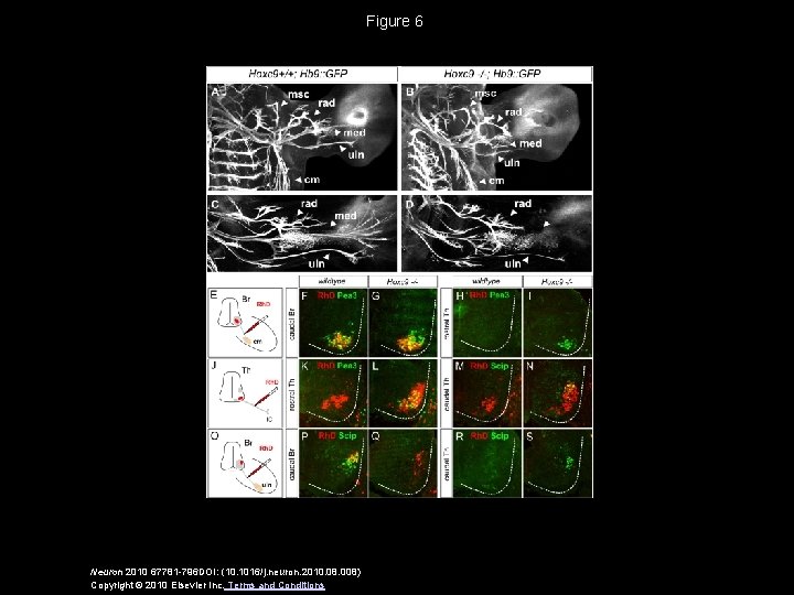 Figure 6 Neuron 2010 67781 -796 DOI: (10. 1016/j. neuron. 2010. 08. 008) Copyright