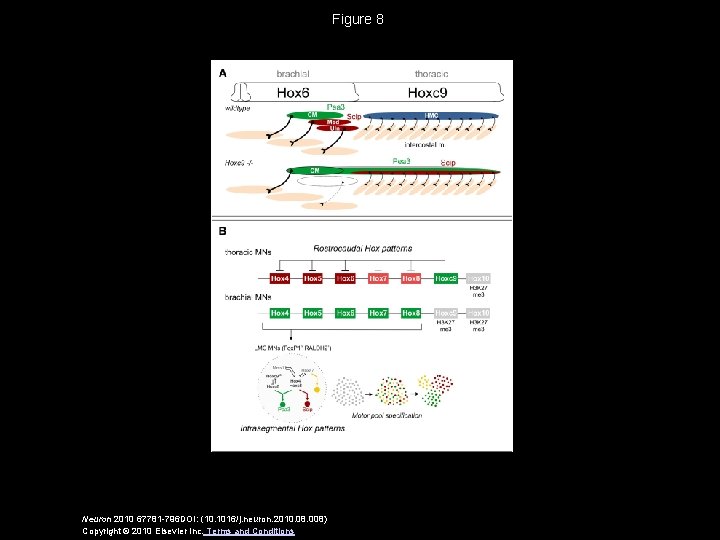 Figure 8 Neuron 2010 67781 -796 DOI: (10. 1016/j. neuron. 2010. 08. 008) Copyright
