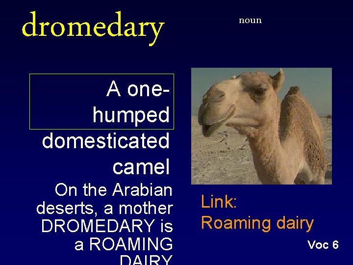 dromedary noun A onehumped domesticated camel On the Arabian deserts, a mother DROMEDARY is