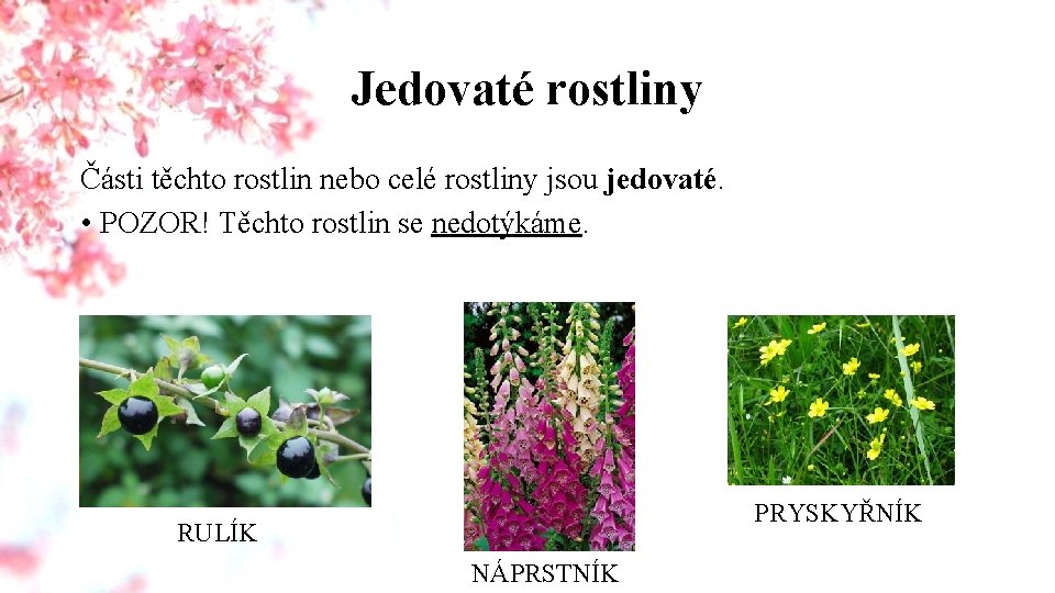 Jedovaté rostliny Části těchto rostlin nebo celé rostliny jsou jedovaté. • POZOR! Těchto rostlin