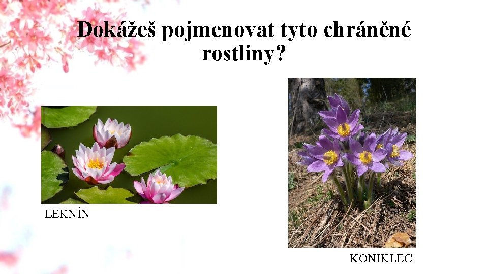 Dokážeš pojmenovat tyto chráněné rostliny? LEKNÍN KONIKLEC 