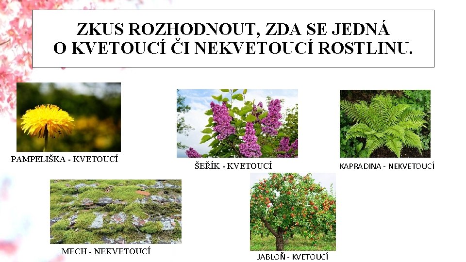 ZKUS ROZHODNOUT, ZDA SE JEDNÁ O KVETOUCÍ ČI NEKVETOUCÍ ROSTLINU. PAMPELIŠKA - KVETOUCÍ MECH