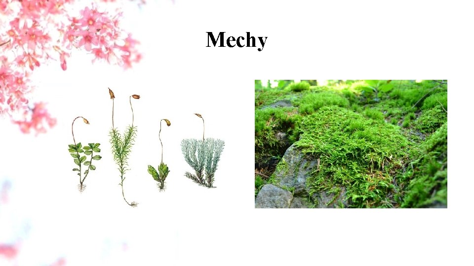 Mechy 