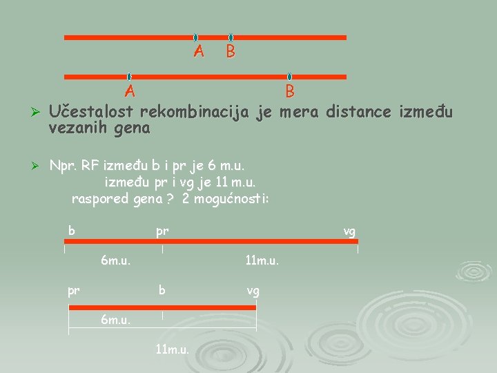 A B Ø Učestalost rekombinacija je mera distance između vezanih gena Ø Npr. RF