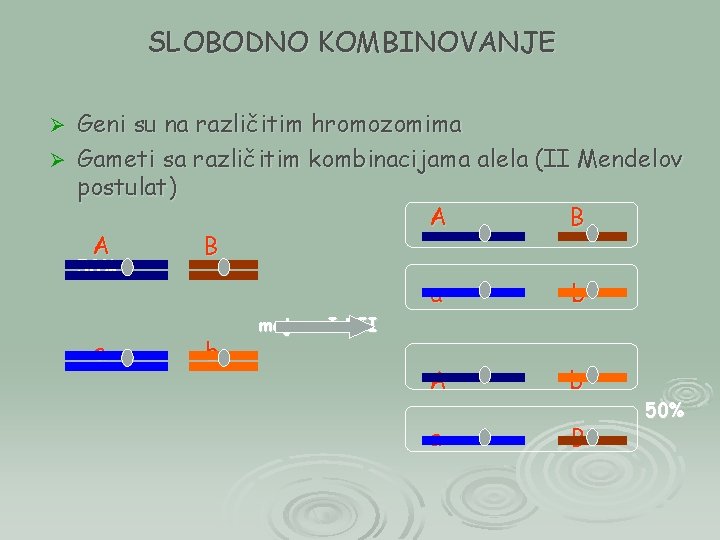 SLOBODNO KOMBINOVANJE Geni su na različitim hromozomima Ø Gameti sa različitim kombinacijama alela (II
